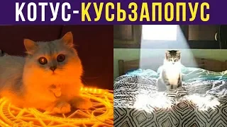 Приколы с котами. Котус-кусьзапопус) | Мемозг #205