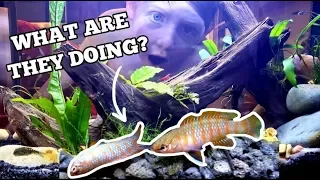 BUYING NEW FISH! YOU'LL NEVER BELIEVE WHAT WE CATCH THEM DOING!