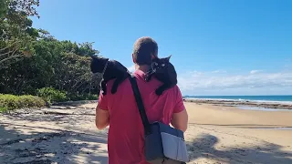 Travelling with our cats! We explored Mission Beach in Queensland, Australia