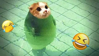 Funniest Animals 2024 🤑 - New Funniest Cats and Dogs 🐕🐈