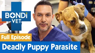 Removing a Deadly Parasite From an Australian Puppy | FULL EPISODE | E10 | Bondi Vet