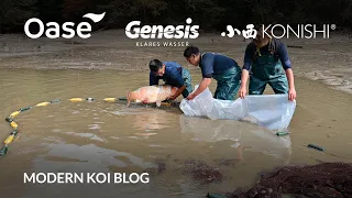 Modern Koi Blog #5676 - Live aus Japan: Die Superjumbo Ikeage Komori