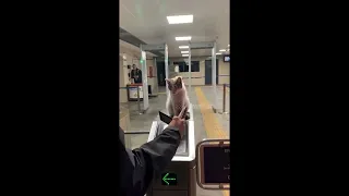 Guard cat oversees commuters entering subway station