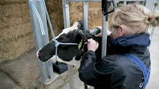 Clipping Cattle