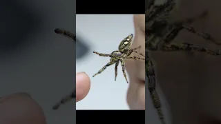 Give her a hand!! Pet spider!! #shorts #reels #youtube #spider #animal #insect #nature #cute