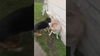 Husky Play part 2: He finally convinces the shepherd!😊