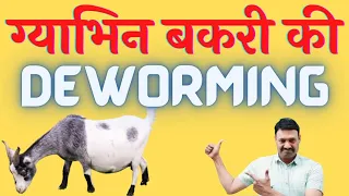 Gabhin Bakri ki Deworming  बकरी का इलाज और देखभाल