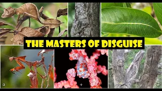 10 ANIMALS IN THE WORLD THAT ARE "MASTERS OF DISGUISE" || PART 1