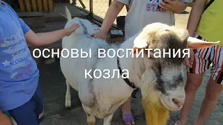 Основы воспитания КОЗЛА