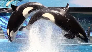 Orca Encounter (Full Show) - SeaWorld Orlando - May 20, 2021