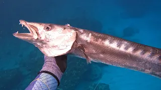 GIANT! Barracuda Catch Clean N’ Cook