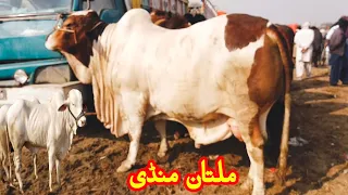 Multan Cow Mandi me Heavy Weight Bachryy 31 January ki latest update on Sunday Qurbani 2021 k janwar