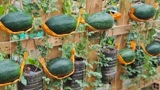 Reuse old plastic bottles to grow watermelon hanging hammock, Fruit is big and sweet