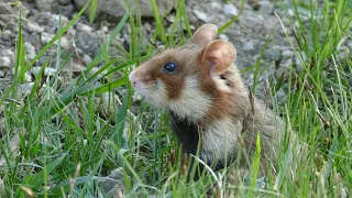 Wild European Hamster with soft classical music for the soul No 2
