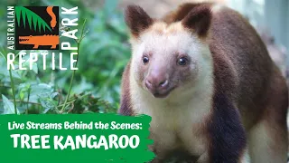 LIVE WITH TREE KANGAROOS | AUSTRALIAN REPTILE PARK