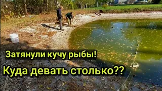 Отлов рыбы в собственном пруду. Рыбалка сетью. Пруд на даче.