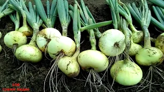 Уборка лука посаженного осенью. Harvesting onions