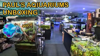 BETTAFISH UNBOXING!! ALBINO ANGELFISH UNBOXING!!!! Paul's Aquariums Brisbane! 🍍