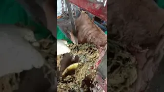 Cow operation,removing polythene from cow's stomach by operation