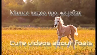 Милые видео про жеребят/Cute videos about foals