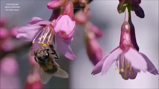 ПЕНИЕ ПТИЦ И ЖУЖЖАНИЕ ПЧЁЛ НА ЦВЕТОЧНОЙ ПОЛЯНЕ ПОДАРЯТ РАДОСТЬ И ИСЦЕЛЯТ ОТ ТРЕВОГ И НЕВЗГОД.