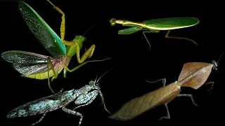 know the types of praying mantis! 