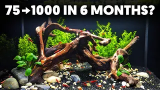 Breeding 1000 Red Cherry Shrimp In 180 Days