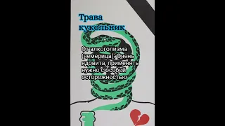 Какие травы помогают от алкоголизма