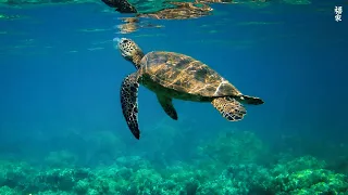 TURTLE PARADISE 2 - a Nature Relaxation™ Underwater Ambient 8K Film ft Relax Moods Music - 12 HOURS