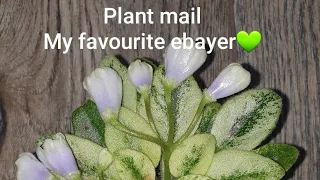 Plant mail / My favorite ebayer/ African violets/ Semihydroponics with Sma