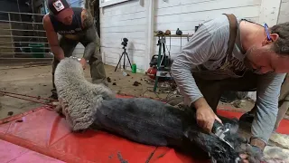 Alpaca Shearing - start to finish - Calm and professional.