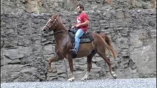 Rocky Mountain Gelding Training -  Jacob Parks Horsemanship