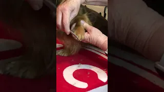 Grooming a Longhaired Dachshund-feet #10