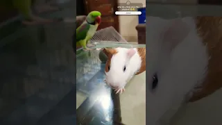 Parrot scared of small Guinea Pig 😂😭 #guineapig #parrot #shorts #birds