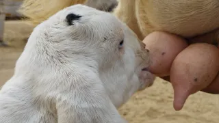 Satisfying Video ASMR beautiful Video Goat drink Milk her baby in Cool time#buffalocalf