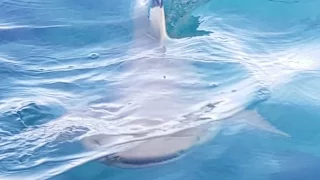 Shark attacks the camera on Maldives  | Malediven - Summer Island Resort