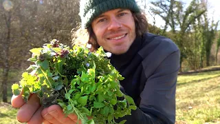 Ist denn schon Frühling? - Diese Wildkräuter und Pilze kann man jetzt sammeln