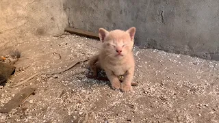 A Poor Lost kitten Closed Eyes Crying From Hunger And No One Paid Attention Rescue | Before & After