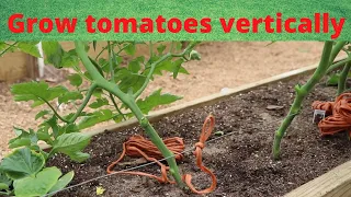 Grow tomatoes vertically in a Mittleider garden