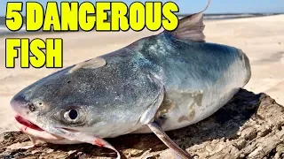 Top 5 Dangerous Fish to Unhook