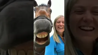 funny horses compilation try not to laugh #1