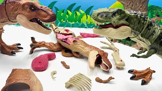 Dinosaur Battle | Red Tyrannosaurus VS Green Tyrannosaurus 티라노사우루스 공룡 배틀