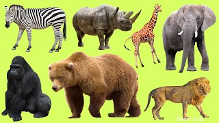 Животные зоопарка| Учим животных из зоопарка | Учим голоса и звуки животных зоопарка