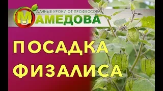 Посадка физалиса.