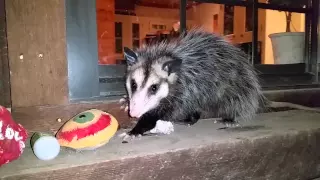 Opossum (possum) Visiting Our Porch