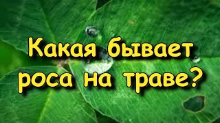 Рассказ "Какая бывает роса на траве?" Л. Толстой