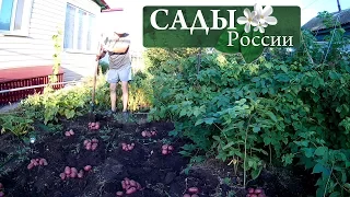 Сортовой картофель с НПО Сады России