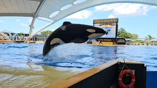 Keto, Tekoa & Adán 💕  OrcaOcean, Loro Parque, 02.03.2024