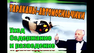 Тараканы-Автомобильчики СОДЕРЖАНИЕ, уход и РАЗВЕДЕНИЕ в домашних условиях.