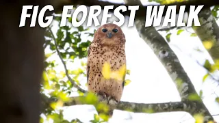 Day 10 - Mkuze. THE FIG FOREST WALK AND THE MAGNIFICENT PEL'S FISHING OWL!